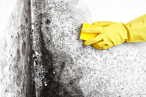 Best Crawl Space Mold Removal  in Blair, WI
