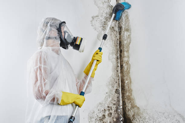 Professional Mold Removal in Blair, WI