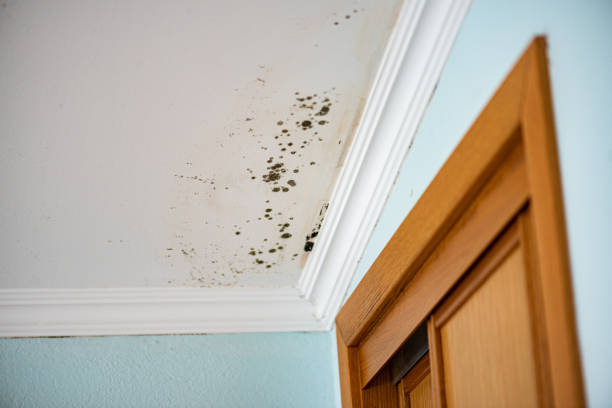 Best Local Mold Removal Service  in Blair, WI