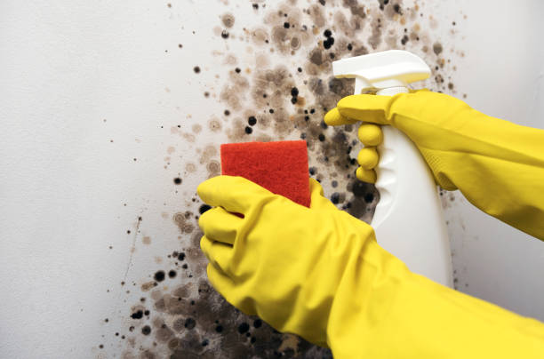Best Fast Mold Removal  in Blair, WI