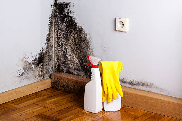 Best Attic Mold Removal  in Blair, WI