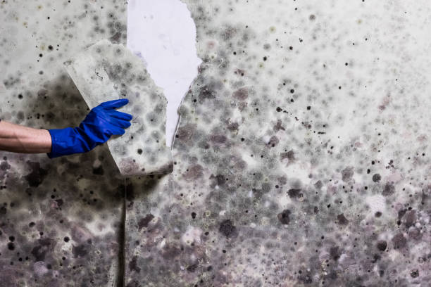 Best Mold Testing  in Blair, WI