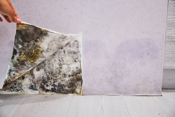 Best Mold Removal Company Near Me  in Blair, WI
